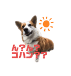 コーギーのレオちゃん（個別スタンプ：6）