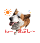 コーギーのレオちゃん（個別スタンプ：7）