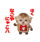 なごやにゃこ八（個別スタンプ：1）