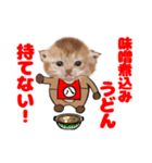 なごやにゃこ八（個別スタンプ：6）