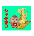 なごやにゃこ八（個別スタンプ：7）