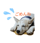 レンくんのごあいさつ（個別スタンプ：1）