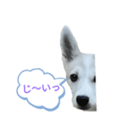 レンくんのごあいさつ（個別スタンプ：2）