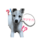 レンくんのごあいさつ（個別スタンプ：3）