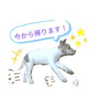 レンくんのごあいさつ（個別スタンプ：6）