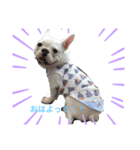 保護犬フレブルのライス国務長官（個別スタンプ：1）