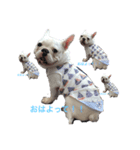 保護犬フレブルのライス国務長官（個別スタンプ：2）