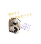 保護犬フレブルのライス国務長官（個別スタンプ：3）