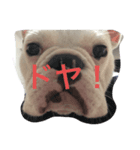 保護犬フレブルのライス国務長官（個別スタンプ：4）
