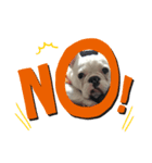 保護犬フレブルのライス国務長官（個別スタンプ：5）