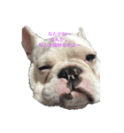 保護犬フレブルのライス国務長官（個別スタンプ：6）