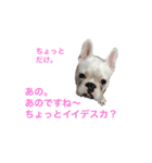 保護犬フレブルのライス国務長官（個別スタンプ：7）