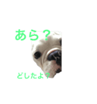 保護犬フレブルのライス国務長官（個別スタンプ：8）
