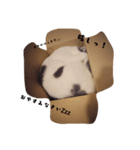 ニャンスタ2（個別スタンプ：5）
