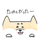 ひょっこりしば犬（個別スタンプ：16）