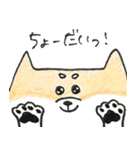 ひょっこりしば犬（個別スタンプ：19）