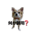 騎士＆小雪の日常スタンプ（個別スタンプ：2）