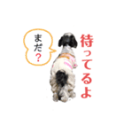騎士＆小雪の日常スタンプ（個別スタンプ：7）