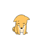 忠犬ラキ公（個別スタンプ：25）