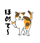 いろいろ毛柄の猫 3【日常会話】（個別スタンプ：17）