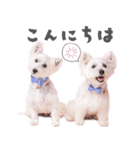 バニモカスタンプ（個別スタンプ：1）