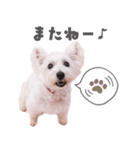 バニモカスタンプ（個別スタンプ：6）