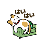 猫のまるくん（個別スタンプ：17）