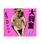 ブルドッグ の 玉丸です。（個別スタンプ：4）