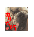 ブルドッグ の 玉丸です。（個別スタンプ：8）