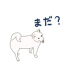 白柴犬のあそび（個別スタンプ：10）