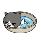 とても無口な猫。（個別スタンプ：24）