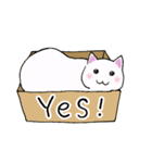 箱入りねこさんの日常スタンプ（個別スタンプ：10）