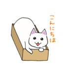 箱入りねこさんの日常スタンプ（個別スタンプ：12）