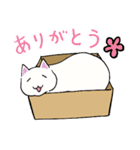 箱入りねこさんの日常スタンプ（個別スタンプ：15）