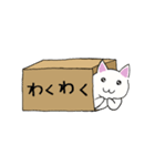 箱入りねこさんの日常スタンプ（個別スタンプ：19）