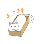 箱入りねこさんの日常スタンプ（個別スタンプ：21）