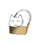 箱入りねこさんの日常スタンプ（個別スタンプ：40）