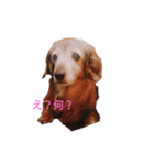 チョコラ＆ビビスタンプ❤（個別スタンプ：2）
