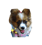 パピヨンリロ（個別スタンプ：4）