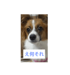 パピヨンリロ（個別スタンプ：5）