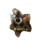 パピヨンリロ（個別スタンプ：6）