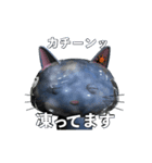 空柄の猫の”Sora" vol.02（個別スタンプ：11）