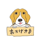 021 ビーグル犬＋褒め言葉（個別スタンプ：3）