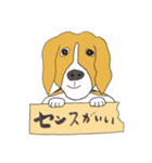 021 ビーグル犬＋褒め言葉（個別スタンプ：9）