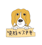 021 ビーグル犬＋褒め言葉（個別スタンプ：13）