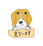 021 ビーグル犬＋褒め言葉（個別スタンプ：15）