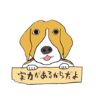 021 ビーグル犬＋褒め言葉（個別スタンプ：26）