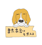 021 ビーグル犬＋褒め言葉（個別スタンプ：36）