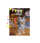 リリーのかわいい写真スタンプ（個別スタンプ：6）