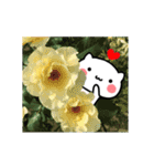 ▶動く！にゃんこと薔薇の花♥基本セット（個別スタンプ：24）